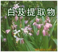 供应白芨提取物厂价热销