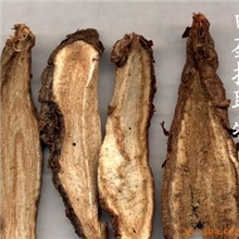 供应白蔹提取物白术提取物白鲜皮提取物