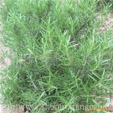 供应直立迷迭香