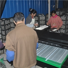 供应振野经典高效耐用型3000枚/小时鹅蛋分选机