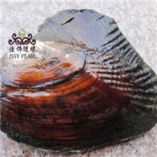 HB-02淡水珍珠河蚌原产地淡水珍珠河蚌现场加工淡水珍珠河蚌