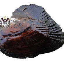 HB-01供应河蚌珍珠河蚌现场加工河蚌批发原产地珍珠河蚌