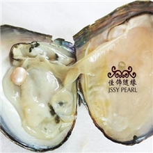 HB-04供应珍珠小河蚌珍珠原产地珍珠小河蚌超市促销珍珠小河蚌