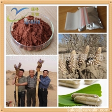 植物提取物松果菊苷，皂甙补肾壮阳原料含量30:1肉苁蓉提取物