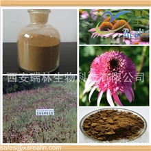 植物提取物专业生产厂家供应菊苣酸多酚4%原料紫锥菊提取物