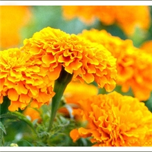 供应高品质的叶黄素