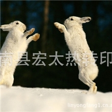 供应热升转印纸、热转印纸图像清晰色彩亮丽不褪色