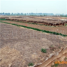 供应盐渍灰平菇(图)