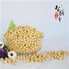 厂家直供熟黄豆低温烘焙非转基因现磨五谷豆浆原料QS认证