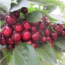 盆栽大樱桃，品种繁多