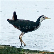 公母苦哇鸟喝叫声，白胸苦恶鸟姑恶鸟苦娃子发情声音