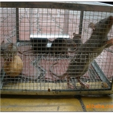 灭鼠器灭鼠器捕鼠器灭老鼠器灭鼠工具灭鼠笼捕鼠夹捕鼠笼,可零售