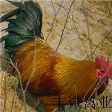 厂家力推批发饲料报酬高45天4斤重优质肉鸡快大黄鸡苗