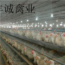 供应优质良种罗曼粉蛋鸡苗