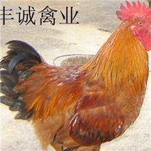 厂家【低价销售】供应优质快大麻鸡苗