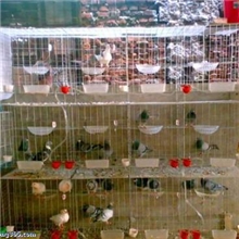 批发3层12位商品鸽笼|4层16位肉鸽笼|广式鸽子笼|含鸽笼白色配件