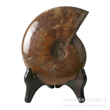 斑彩螺加拿大斑彩石艺术收藏石风水摆件最强风水系列多功能