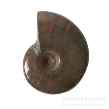 风水摆件斑彩石贝类化石艺术摆件珍藏级斑彩螺加拿大斑彩螺