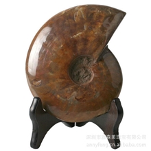 菊石化石加拿大斑彩螺斑彩石风水摆件健康事业爱情开运