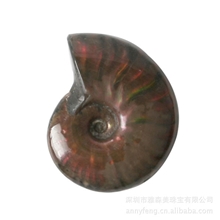 风水收藏石斑彩螺加拿大斑彩石李居明推荐7500万年化石