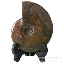 7500万年化石加拿大斑彩螺艺术摆件风水螺李居明力荐