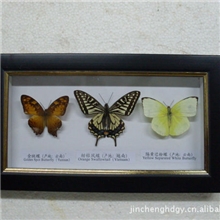 热销工艺品批发,,真蝴蝶标本工艺品,工艺品厂家批发