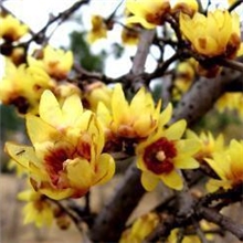 直销各种腊梅-冬天开花大小规格齐全。