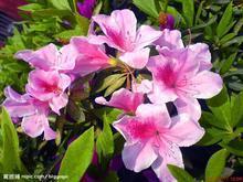 华宝苗木场直销杜鹃花