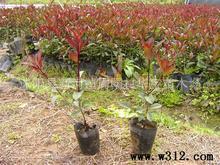 供应优质灌木红叶石楠苗，容器苗红叶石楠批发，基地低价直销。