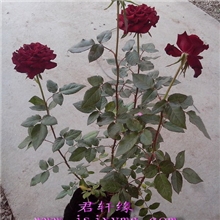 【君轩缘玫瑰】专业批发玫瑰月季盆栽鲜切花盆栽厂家直销