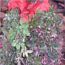 【君轩缘玫瑰】提供嫁接玫瑰苗玫瑰盆景盆花花卉最低价批发