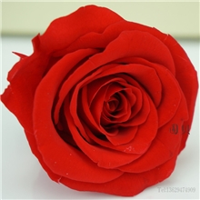 云南保鲜花批发大玫瑰5-6cm保鲜花花头批发