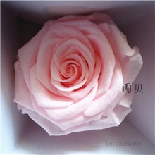 出口日本保鲜花5-6cm大玫瑰粉玫瑰批发淡雅花色花盒首选