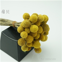 保鲜花素材黄金球批发永生花花材黄金球