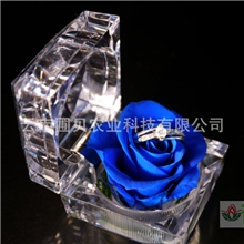 2013年热销昆明保鲜花七夕戒指盒玫瑰花蓝色妖姬永生花厂家批发