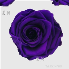 保鲜花玫瑰批发永生花大花头5-6cm紫色玫瑰
