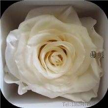 保鲜花玫瑰5-6cm黄色大玫瑰云南永生花花头厂家直销