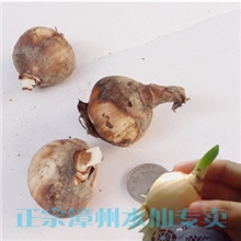 批发漳州水仙花小种球种子单粒价格单粒价格
