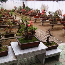 盆景园37个树种156盆盆景一次性低价转让！