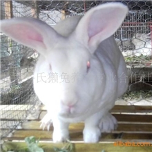 獭兔|獭兔养殖|獭兔价格|北京谷氏獭兔养殖专业合作