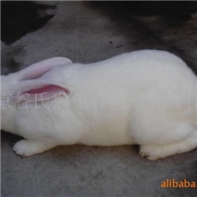 北京獭兔，北京獭兔价格，北京獭兔种兔，北京獭兔养殖