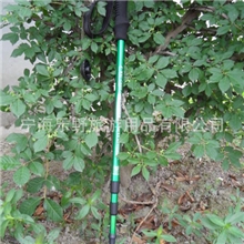供应二节三节四节碳素杆登山杖，铝合金登山杖，滑雪杖LYE-025
