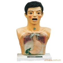 男性半身洗胃模型