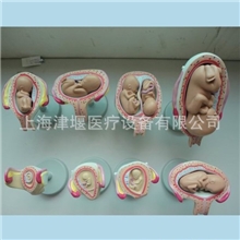 热销推荐胎儿发育过程模型妊娠发育过程模型8件套