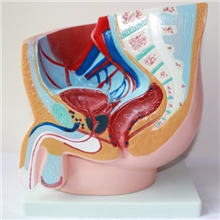 厂家专业生产盆腔矢状解剖模型盆腔模型