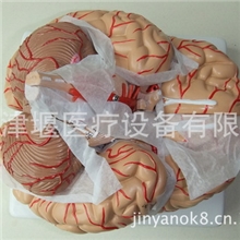 低价出售医学人体解剖模型大脑解剖模型脑模型