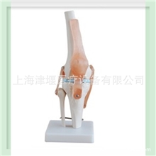 生产销售膝关节骨骼模型散装骨骼模型