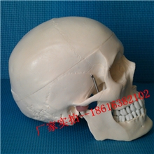 人体头颅骨模型骷髅模型教学模型头骨骨架头颅