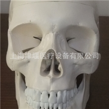 进口PVC大头骨模型彩色头骨模型骨性着色模型上海津堰医疗设备