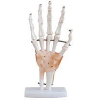 手模型自然大手关节带韧带模型手关节模型手解剖模型上海津堰